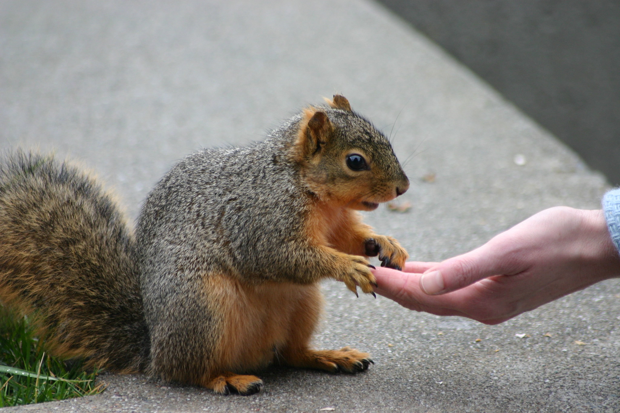 Squirrel handfeeding CC FWS.gov